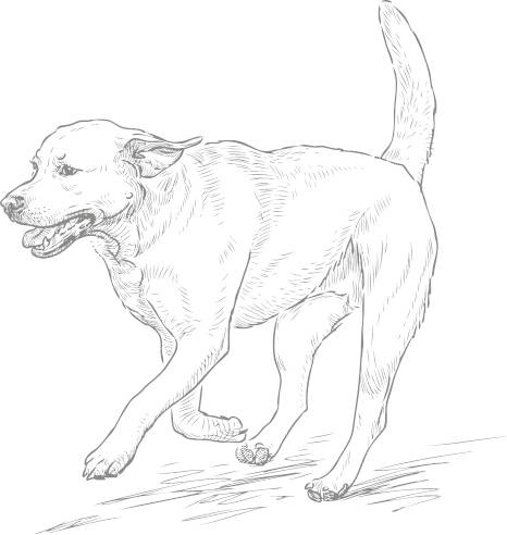 Dog Policy